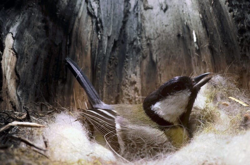 Brütendes Kohlmeisenweibchen in seinem Nest – Bild: Altayfilm