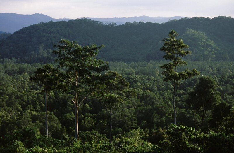 Borneos Urwälder zählen zu den ältesten tropischen Regenwäldern der Erde. – Bild: ZDF und Natural History New Zealand Ltd..