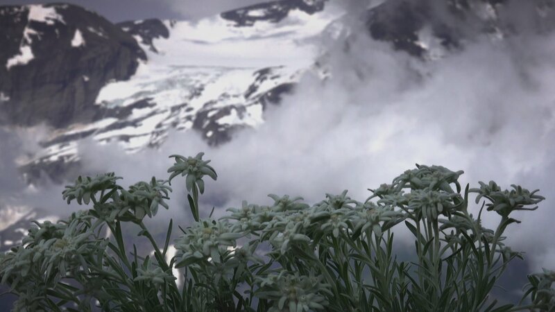 Die Edelweißbestände in den Alpen erholen sich langsam wieder. Die genügsame Pflanze, Symbol für Wagemut und Treue, steht unter strengem Naturschutz. – Bild: ZDF und Channel 9.