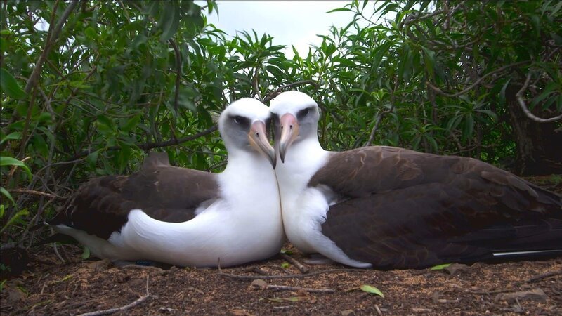 Ausgewachsene Albatrosse brüten in derselben Kolonie, in der sie selbst aufwuchsen. – Bild: ZDF und Ann Johnson Prum.