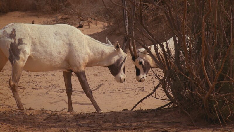 Arabische-Ory-Antilopen waren fast ausgerottet. Durch Schutzprogramme erholte sich der Bestand in der arabischen Wüste Rub al-Chali – Bild: ZDF und Channel 9.