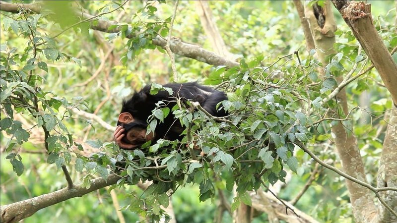 Schimpansen zählen zu den wenigen Säugetieren, die Nester bauen. – Bild: ZDF und Ronan Donovan.