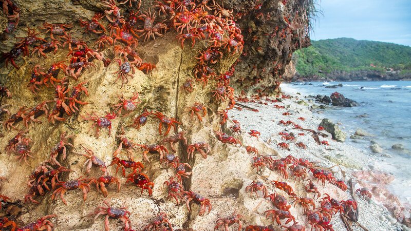 Die Weihnachtsinsel-Krabbe kommt ausschließlich auf der australischen Weihnachtsinsel und den Kokosinseln im Indischen Ozean vor. – Bild: BILD