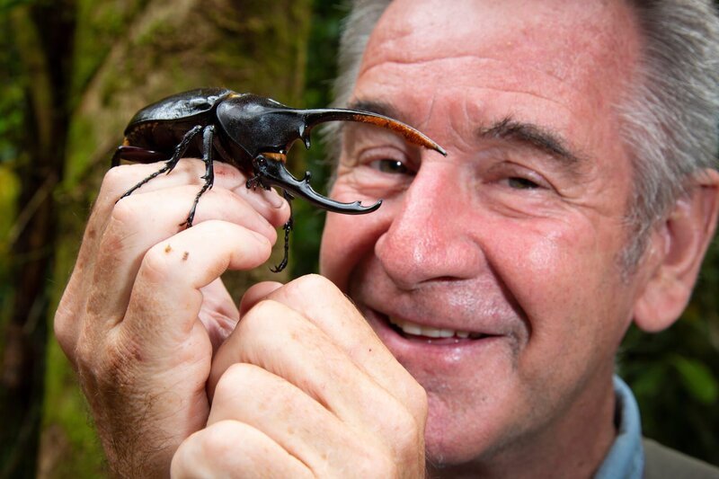 Der Herkuleskäfer ist einer der größten Käfer der Erde. – Bild: ZDF und Mike Hutchinson.