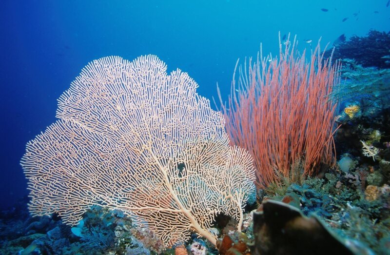 Korallentierchen bilden die Äste der Gorgonie und filtern ihre Nahrung aus dem Wasser – Bild: ZDF und Natural History New Zealand Ltd..