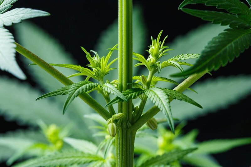 Male Cannabis marijuana (hemp) flowering indoor plant. – Bild: Shutterstock /​ Shutterstock /​ Copyright (c) 2021 2P Studio/​Shutterstock. No use without permission.