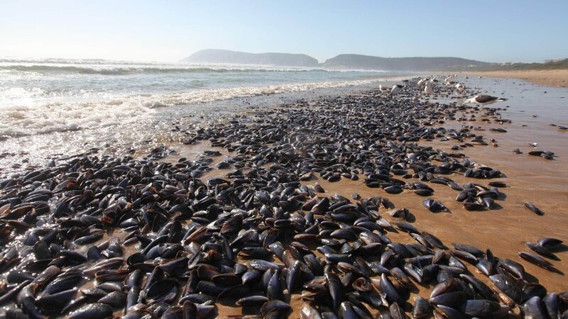 Karettschildkröten an der Küste von Sodwana, Südafrika +++ – Bild: RTL /​ ntv /​ Earth Touch/​Barry Skinstad