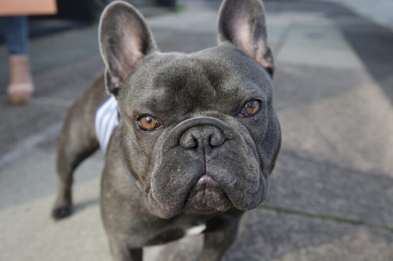 Französische Bulldogge Paco – Bild: Avalon Factual Ltd (2019) Lizenzbild frei