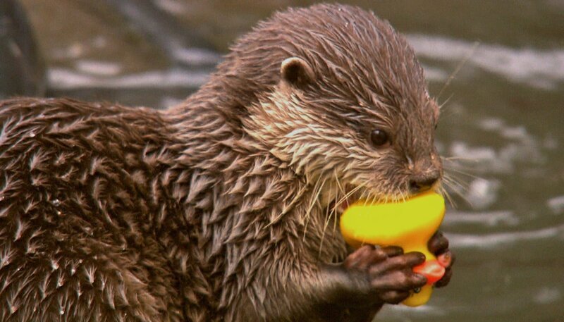 ARD/​NDR SPÜRNASE, FÄHRTENSAU & CO. (12), „Otter Otto geht baden“, am Donnerstag (17.07.14) um 16:10 Uhr im ERSTEN. Der verspielte Otter Otto soll schwimmen lernen. – Bild: NDR/​5ǀ14 FILM