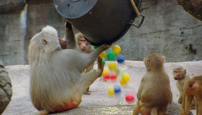 ARD/​NDR LEOPARD, SEEBÄR & CO., FOLGE 92, „Otterbabys beim „Kinderarzt““, am Montag (19.03.12) um 16:10 Uhr im ERSTEN. Im Pavian-Gehege spielen die Affen mit bunten Bällen. – Bild: NDR