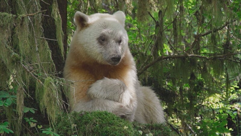 Geisterbären verzehren die Lachse oft im Wald und lassen die Reste liegen. Diese düngen den Boden des Küstenregenwaldes in Kanada. – Bild: ZDF und © BBC STUDIOS./​© BBC STUDIOS