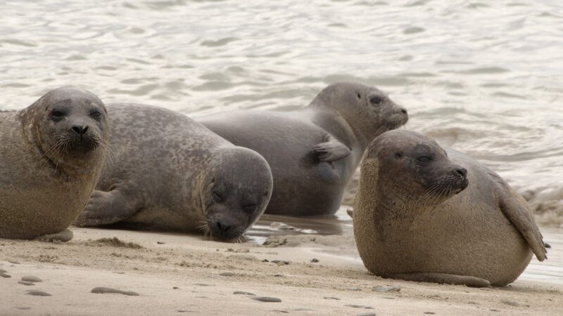 Die Robben erholen sich auf den Sandbänken von der Jagd. – Bild: WDR/​Maramedia/​BBC/​CBeebies