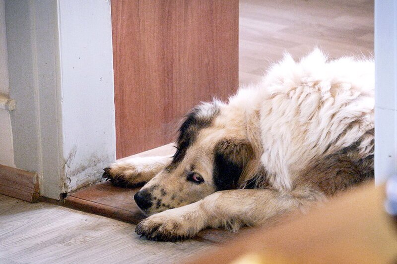 rec. Psychopharmaka bei Hunden – Therapie gegen Angst und Aggressionen Depressive Hündin Sina SRF – Bild: SRF2