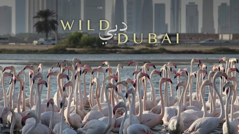 – Bild: International Networks / Photobank 35811_dubai_011 / Discovery Communications – Bild: International Networks / Photobank 35811_dubai_011 / Discovery Communications