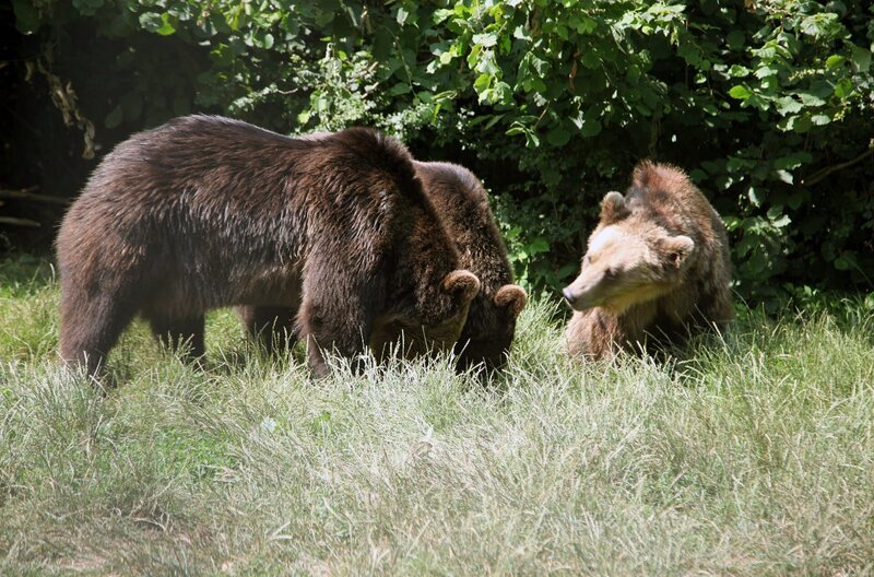 Anders als Grizzlybären sind Braunbären eigentlich nicht aggressiv … – Bild: J. Michael Schumacher /​ Anders als Grizzlybären sind Braunbären eigentlich nicht aggressiv …