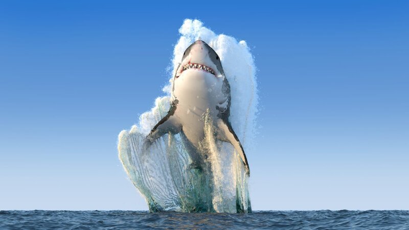 Weißer Hai – Bild: shutterstock