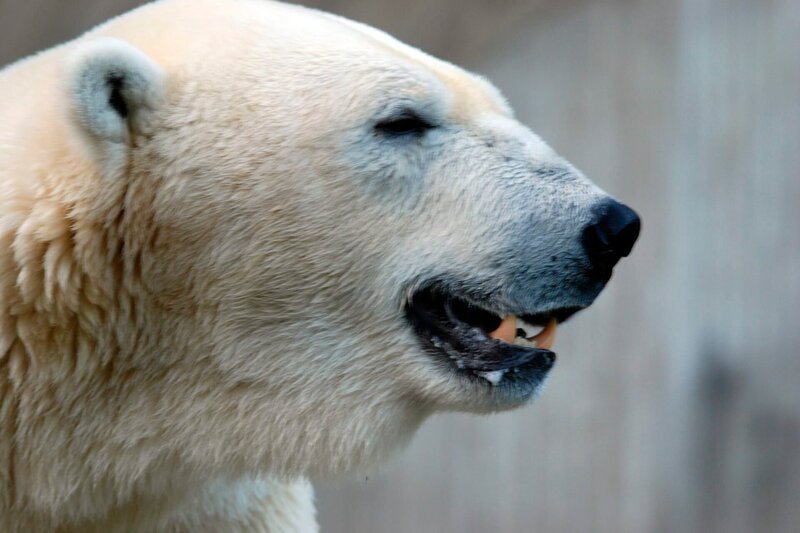 Bei den Eisbären muss geputzt werden. – Bild: BR/​Felix Heidinger/​Jens-Uwe Heins