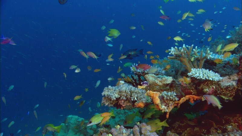 The Great Barrier Reef. – Bild: TVNOW /​ Worldwide