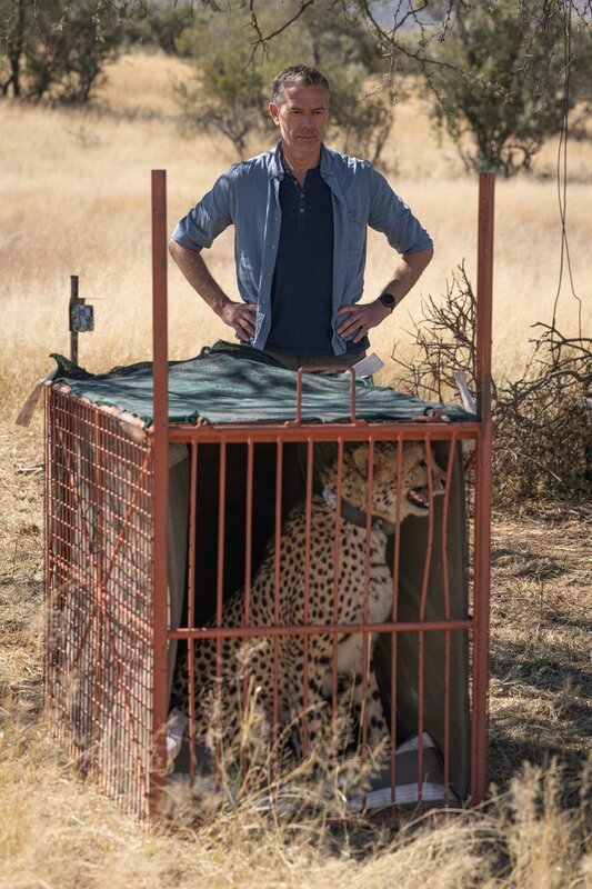 Wenn der Gepard nach seiner Narkose vollständig erholt ist, darf Dirk Steffens ihn in der Savanne Namibias frei lassen. Der Gepard trägt jetzt einen Sender. Der hilft den Forschenden, seine Bewegungsmuster besser zu verstehen. Das Verständnis der Bewegungsmuster von Wildtieren ist ein wichtiger Schlüssel, um sie zu schützen. – Bild: ZDF und Jan Zwilling./​Jan Zwilling