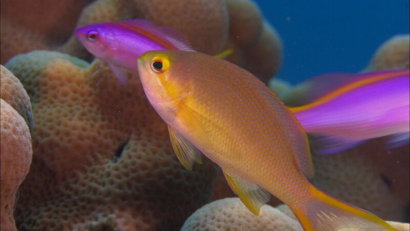Colourful Anthias fish. – Bild: TVNOW