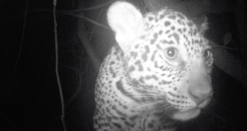 Trail cam photo triggered by a young jaguar. – Bild: Animal Planet /​ Discovery Communications, LLC