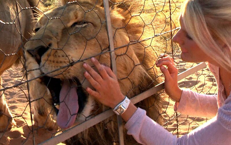 Annikas persönliche Nähe zu den Löwen ist immer wieder faszinierend. – Bild: SWR