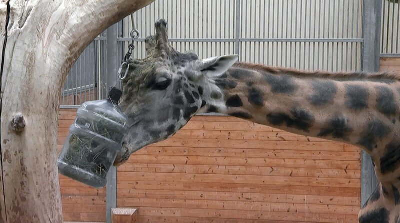 Giraffenbulle Gregor, aus dem Opel-Zoo Kronberg, hat heute keine Lust sein Essen zu teilen. – Bild: BR/​HR