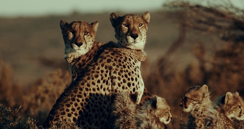 Die beiden Gepardenweibchen Inara (links) und Chilli (rechts), umgeben von ihren Jungen – Bild: TMS /​ AFC /​ Hansa Winshaw