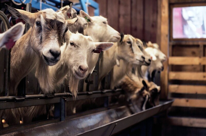 Glückliche Ziegen: Aus ihrer Milch wird der berühmte norwegische Braunkäse hergestellt. – Bild: ZDF /​ © Christer Fasmer