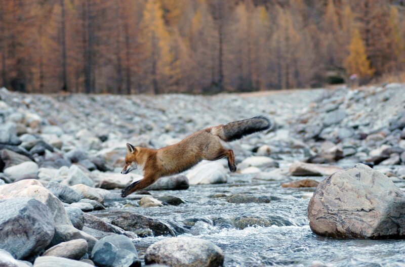 Der Film gewährt außergewöhnliche Einblicke in das Leben der Rotfüchse in freier Wildbahn. – Bild: arte Der Film gewährt außergewöhnliche Einblicke in das Leben der Rotfüchse in freier Wildbahn. – Bild: arte