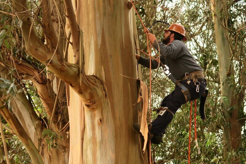 Tomas Luporini climbs up the tree – Bild: Discovery Communications