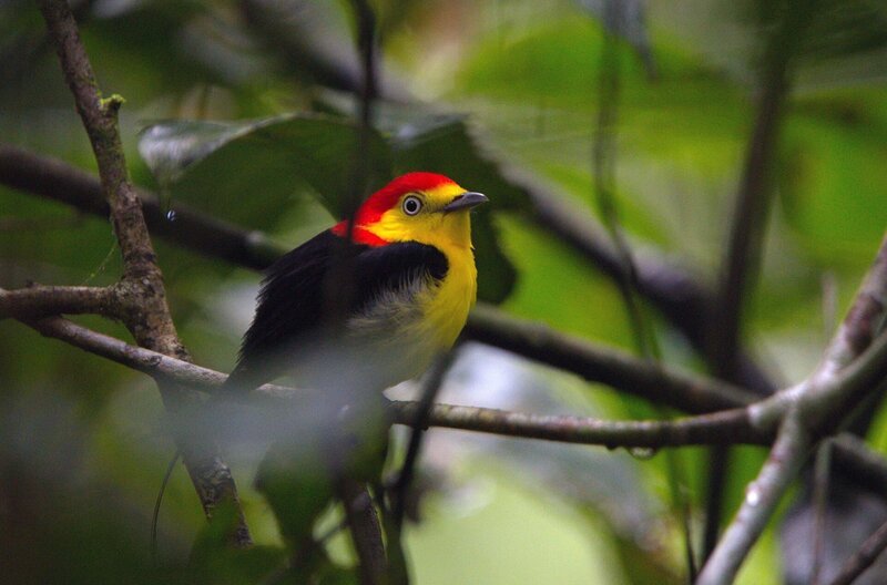Zu den tierischen Stars am Amazonas gehört ein ganz besonderer Vogel: der Fadenpipra. – Bild: Harald Pokieser /​ Zu den tierischen Stars am Amazonas gehört ein ganz besonderer Vogel: der Fadenpipra.