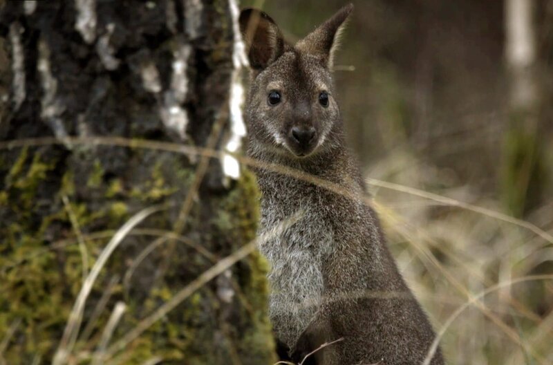 Der kleine Cousin des Kängurus: das Bennett-Wallaby – Bild: Nomades /​ © Nomades