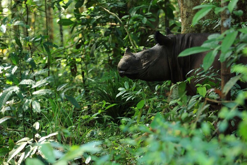 Das Sumatra-Nashorn, mit seiner roetlich-braunen Farbe, gilt als kleinster Vertreter der Nashoerner und hat einen sehr guten Geruchs -und Gehoersinn. Mit weniger als 100 Exemplaren weltweit gilt es als extrem gefaehrdet. – Bild: Terra Mater /​ Matt Hamilton /​ The National Geographic Channel
