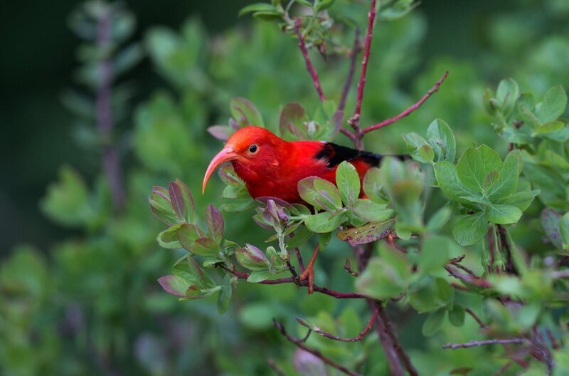 Der hawaiianische Singvogel Iiwi zeichnet sich durch sein leuchtend rotes Federkleid aus. – Bild: Shutterstock/​DayuYu /​ © Shutterstock/​DayuYu