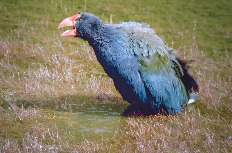 Neuseeland - Gletscher, Vulkane und Kiwis – Bild: ZDF /​ © Scott Mouat