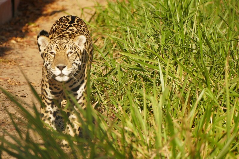 Anna macht sich in Brasilien auf die Suche nach dem „König des Dschungels“. Der Jaguar ist die größte Raubkatze in Süd- und Mittelamerika. – Bild: BR/​TEXT + BILD Medienproduktion GmbH & Co. KG