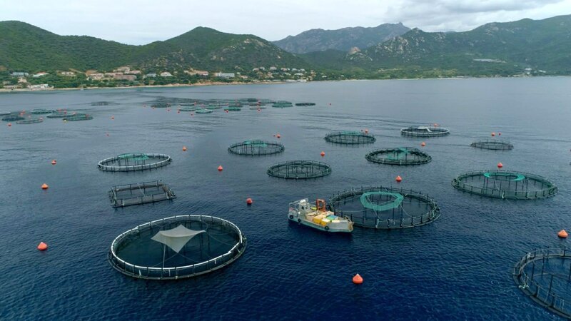 Eine marine Aquakultur vor Korsika: Hier werden werden zum Beispiel Adlerfische gezüchtet. – Bild: ORF/ZDF/Grand Angle Productions 2021 Eine marine Aquakultur vor Korsika: Hier werden werden zum Beispiel Adlerfische gezüchtet. – Bild: ORF/ZDF/Grand Angle Productions 2021