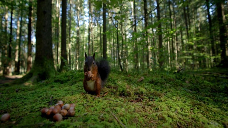 Ihm schmeckt’s. Ein Eichhörnchen im Wald frisst Haselnüsse – Bild: ZDF und Richard Koburg @ Colourfield.