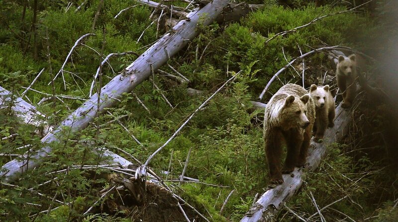 Umgestürzte Bäume nach einem Sturm bieten den Bären gute Deckung. – Bild: ZDF und NDR/​Arolla Film/​Karol Kalisky.