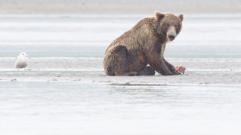 ein Bär – Bild: CuriosityStream-Inc