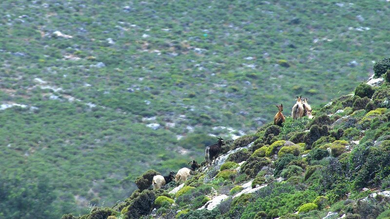 Auf vielen kleinen Inseln des Dodekanes gibt es deutlich mehr Ziegen als Menschen. – Bild: ZDF und Bastian Barenbrock