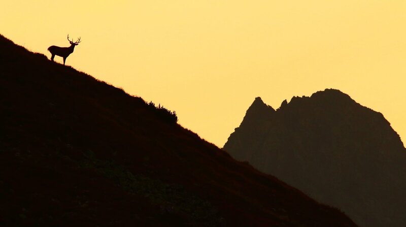 Rothirschen ziehen während der Brunft in die höheren Lagen der Tatra. – Bild: ZDF und NDR/​NDR Naturfilm/​Doclights GmbH.