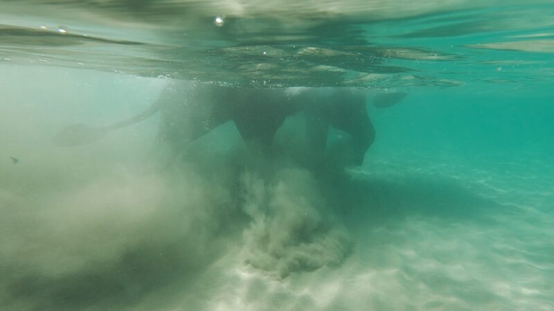 Unterwasser: ein Elefant im Andamanensee. – Bild: Philippe Gautier /​ Les Films d’Ici, BR /​ Les Films d’Ici/​BR/​Philippe Gautier