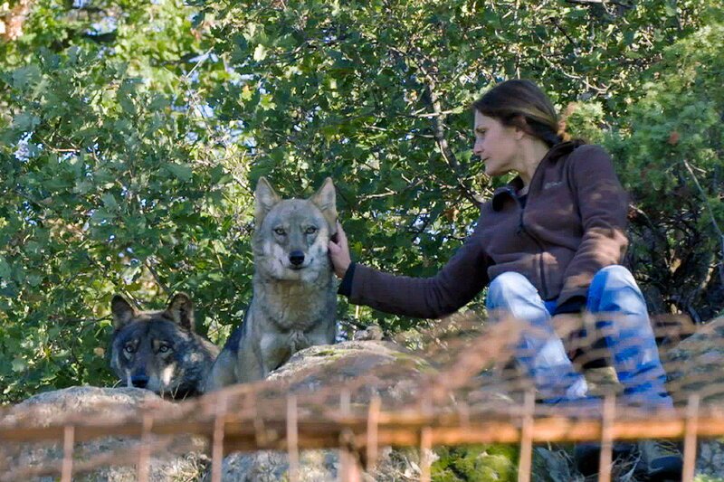 Die Rückkehr der Wölfe Elena Tsingarska in ihrem Wolfscenter in Bulgarien SRF/​Settebello Filmproduktion – Bild: SRF1