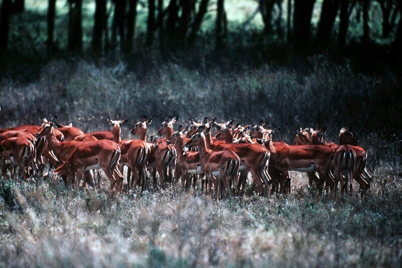 3. Nur die ranghöchsten Männchen der Impalas können sich einen Harem leisten. Manche versammeln über hundert Weibchen um sich. – Bild: ARD alpha