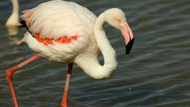 Das Schutzgebiet Pont de Gau ist Lebensraum zahlreicher Vogelarten. Unangefochtener Besucherliebling: der rosa Flamingo. – Bild: ZDF und Eric Bacos.