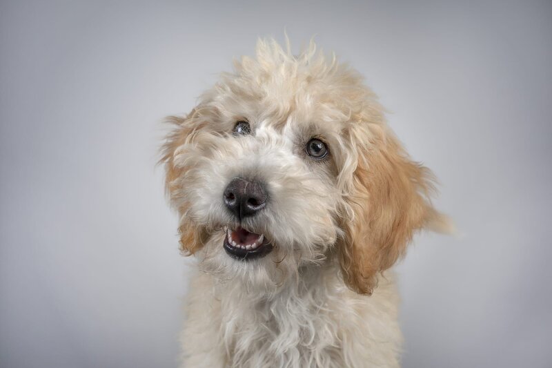 Der Welpentrainer Auf Die Pfoten Fertig Los Der Welpentrainer – Auf die Pfoten, fertig, los! S09E05: Folge 67