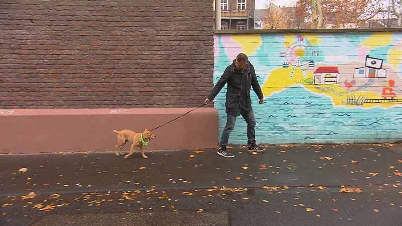 Der Welpentrainer Auf Die Pfoten Fertig Los Der Welpentrainer – Auf die Pfoten, fertig, los! S09E08: Folge 70