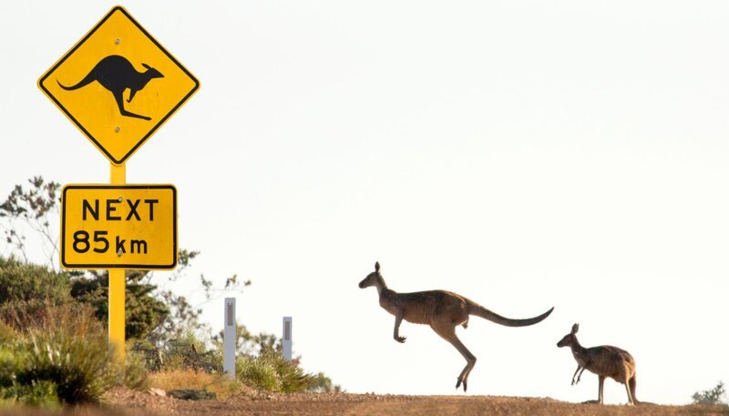 Graue Riesenkängurus. In Australien muß man den Highway mit Kängurus teilen. – Bild: BR/​Ernst Arendt/​Hans Schweiger